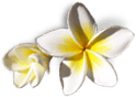Fleurs île de la Réunion