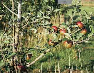 Close-up of six rosy apples growing on one branch of a small tree in a sunny orchard, bathed in sunshine.