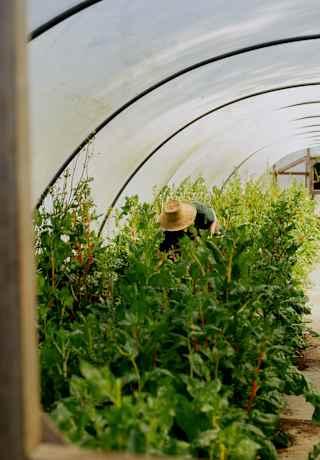 A gardener wearing a wide-brim straw hat stoops to tend to plants in a polytunnel, seen through a door window panel.