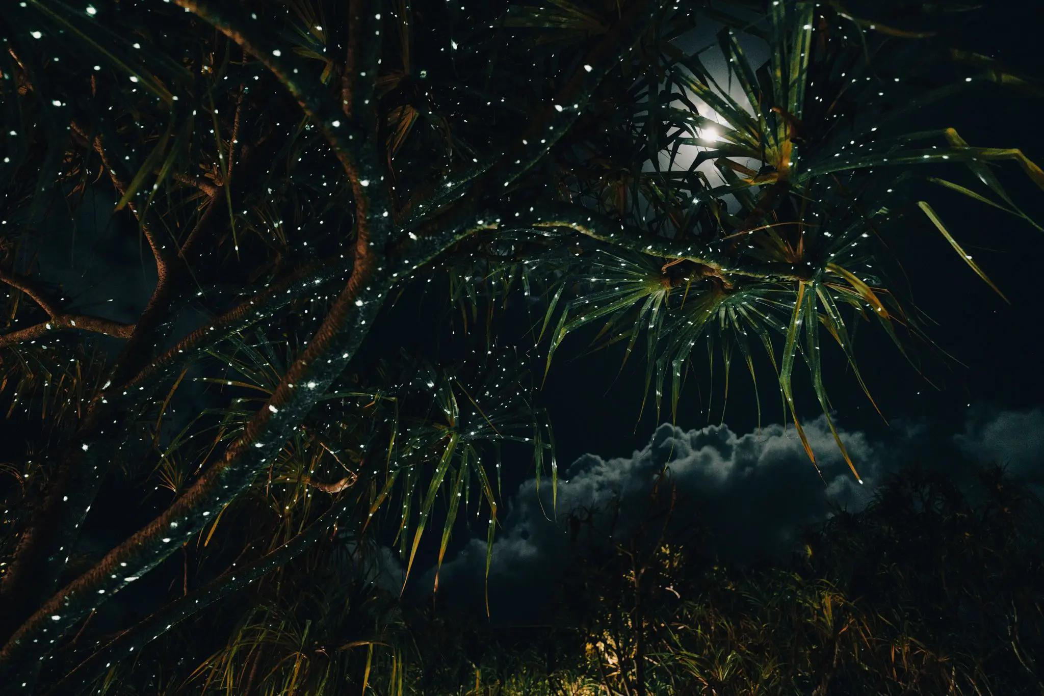 Lights emulating stars on the underside of palm trees at our Tahiti resort