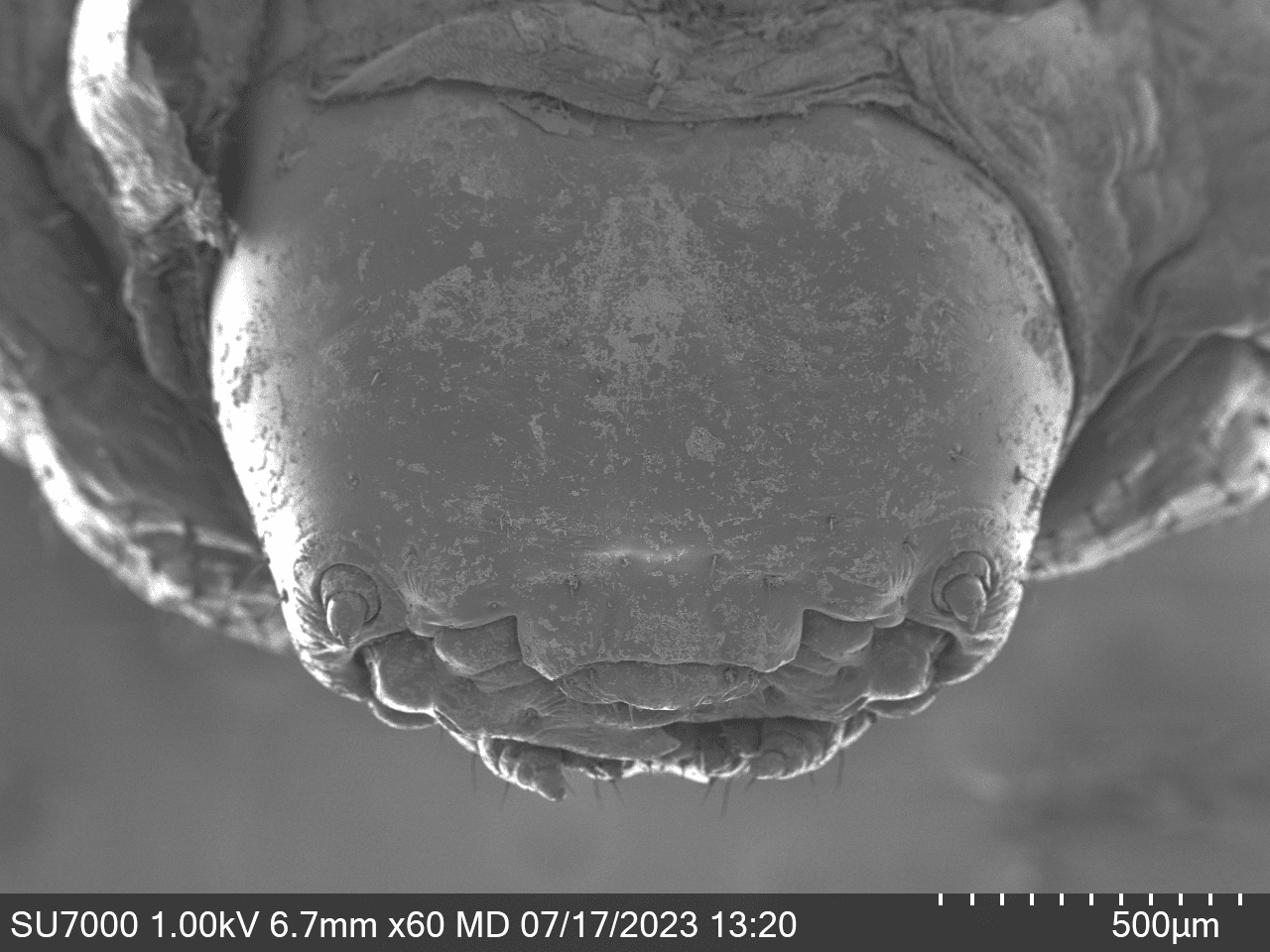 A microscopic view of a weevil larva head with wide-set, short antennae and closely set mouth parts.
