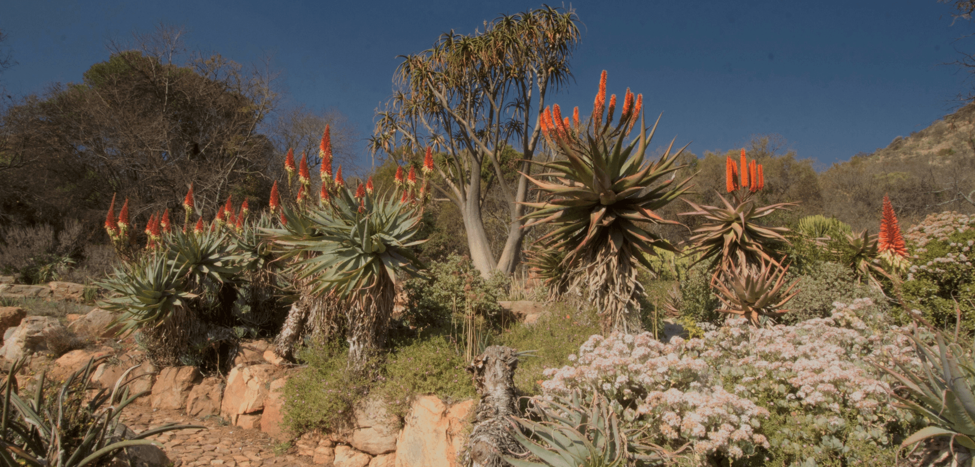 Kirstenbosch National Botanical Garden
